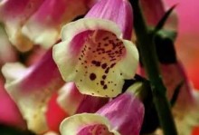 《掩饰的花儿》——揭露虚伪的代表花语