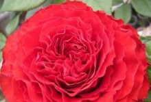 红色月季花的寓意与象征（揭秘红色月季花的丰富内涵）