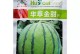 北方西瓜的适宜播种时间（科学规划播种时间，丰收更有保障）