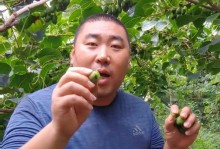 软枣猕猴桃种植技术与管理（从选地到收成，一步一步教你如何种植软枣猕猴桃）