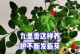 九里香叶子发蔫的原因和解决方法（探究九里香叶子枯萎的根本问题，找到有效的修复方法）