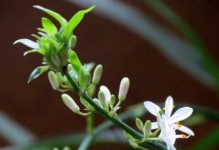探究绿豆生长的光照需求及其对植株生长的影响（探究绿豆生长的光照需求及其对植株生长的影响）