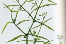 耳草和白花蛇舌草的区别（探究两种草的形态、生长环境、药用价值等方面的不同）