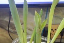 延长郁金香花期的方法（掌握关键技巧，让郁金香持续绽放）
