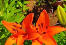 百合花的生长周期与开花时间（探究百合花的生命历程及关键因素）