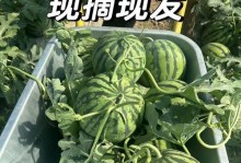 如何保存西瓜种子（保存西瓜种子的方法和技巧）