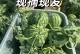 如何保存西瓜种子（保存西瓜种子的方法和技巧）
