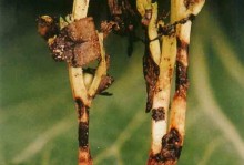 凤仙花离枯病防治全攻略（了解凤仙花离枯病的成因及防治方法，让你的凤仙花健康茁壮）
