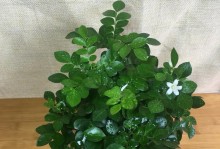 菠萝是喜阳还是喜阴植物？（探究菠萝生长的适宜条件）