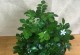 菠萝是喜阳还是喜阴植物？（探究菠萝生长的适宜条件）