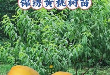 黄桃的生长环境与条件（地理分布、土壤要求、气候条件等）