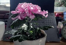 怎样浇水能让菊花长得更旺盛？（探究菊花的浇水技巧，一起打造健康生长的花朵！）