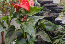 红掌花快速生长的秘诀（打造繁茂丰盈的红掌花园）