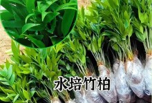 木本植物的水培与土培（水培和土培的优缺点比较，植物的适应性和生长情况分析）