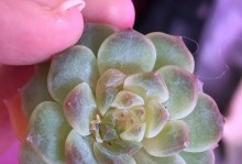 多肉水浇多了怎么办（补救方法大全，让你的多肉再次茁壮成长！）