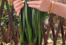 以西洋兰花的养护技巧（打造美丽花园的必备指南）