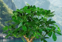荷花种植（水培与土培的优缺点比较，选择种植方式需考虑的因素）