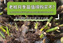 巨型月季老桩的养殖与养护