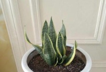虎皮兰的生长全过程（从种植到繁殖，打造美丽花园）