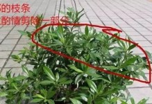 如何正确修剪栀子花的花骨朵？（学会合理修枝，打造美丽栀子花园）