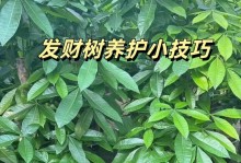 发财树浇白糖水的正确方法（浇白糖水不是迷信，它真的可以助发财）