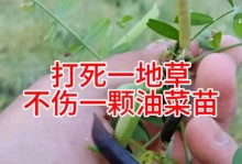 油菜种子播种方法（以种子浸种、定植、疏苗、施肥为主要环节）