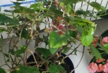 探究勒杜鹃不开花的原因和解决办法（探究勒杜鹃不开花的原因和解决办法）