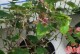 探究勒杜鹃不开花的原因和解决办法（探究勒杜鹃不开花的原因和解决办法）