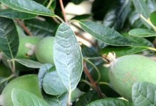 菲油果种植条件适合的地方环境（在哪些地区种植菲油果可获得最佳效果？）