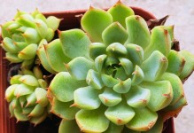 观音莲为何不长根？（探寻观音莲缺乏根系的原因与解决方法）