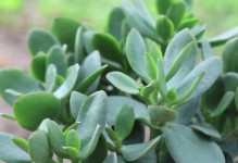 荆芥需要每天浇水吗？（荆芥的生长条件及浇水需求）