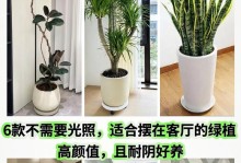如何正确地为橡皮树浇水（几天浇一次水最佳，）