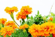 万寿菊的花语和寓意（祝福长寿与幸福）