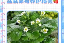 冬天如何盖草莓盆栽（寒冷季节的草莓种植技巧与注意事项）