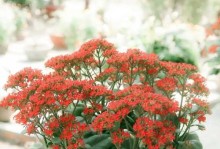长寿花代表什么？-解读长寿花的象征意义（探究长寿花在文化、宗教、神话中的角色与意义）