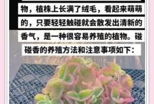 冬日碰碰香，温暖过冬（与碰碰香度过温暖冬季的乐趣）