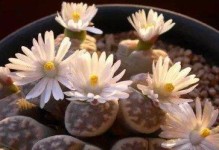 生石花分株方法及养护技巧（分株让你轻松扩大花园，打造美丽空间）
