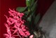 如何成功种植火焰兰（养护技巧、注意事项，让你轻松打造火焰红）