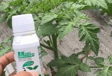 番茄肥料选择与施用方法（番茄种植中的必备知识——选对肥料，科学施用）