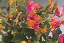 三角梅的花怎么变淡？（探索如何调节三角梅的花色）