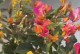 三角梅的花怎么变淡？（探索如何调节三角梅的花色）