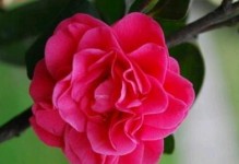 菩提花的花语（解读菩提花背后的深意）