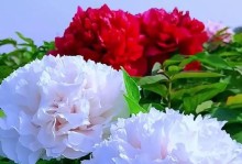 瑞典国花是什么花？——探寻瑞典国花的历史和文化意义