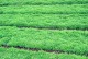 当参种植条件适合什么地方种植？（了解当参种植的地理条件及栽培要点，打造健康产业链）