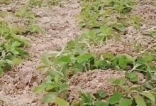 花生的种植方法与技巧（了解花生的生长规律，正确把握种植时机）
