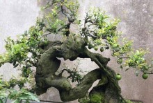 探究金弹子雌雄同株之谜（金弹子植物的性别及特性分析）