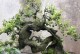 探究金弹子雌雄同株之谜（金弹子植物的性别及特性分析）