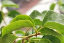 曼陀罗不开花的解决方法及照顾技巧（探寻曼陀罗开花困境的关键原因与应对策略）