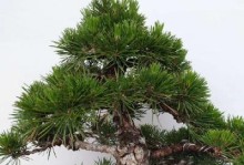 黑松，珍稀保护植物的标志（黑松的特征与保护现状）