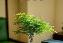 如何养护文竹——打造绿意盎然的家居空间（了解文竹的特点及养护技巧，让你的家居生活更健康宜人）